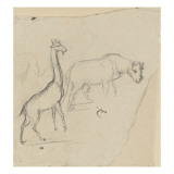 Girafe et rhinocéros