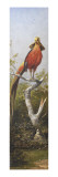 Oiseau exotique rouge