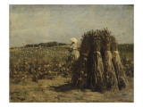 Champ d'oeillettes