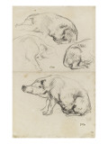 Quatre des de cochons