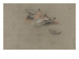 Tête de renard et une patte