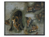 Renards