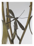 Floor Lamp Up Decorated with Reeds and Dragonflies
