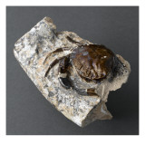 Fragment de crabe