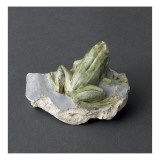 Fragment : grenouille