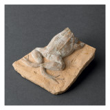Fragment : grande grenouille