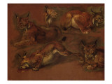 cinq lynx