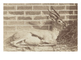 Gazelle couchée
