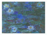 Nymphéas bleus