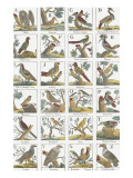 Oiseaux divers