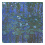 Nymphéas bleus