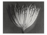 Astrantia Major
