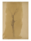 Arbre dénudé  Médoc