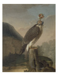 Faucon chaperonné