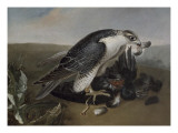 Faucon dévorant un oiseau
