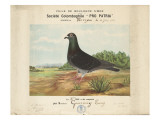 Ville de Colombe sur Mer : société colombophile