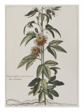 Clématite ou fleur de la Passion
