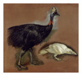 Casoar et corbeau blanc ; étude
