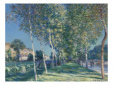 Allée de peupliers aux environs de Moret-sur-Loing
