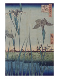 Jardin d'iris orikiri