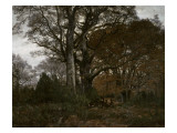 Intérieur de forêt pendant l'hiver