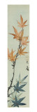 Branche d'érable