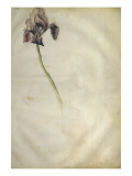 Un iris