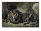 Lion de l'Atlas