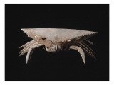 Masque-cimier crabe