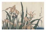 Iris et sauterelle