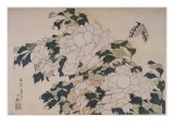 Pivoines et papillons