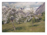 Norvège  verger en fleur (Harland) 1898