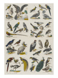 Histoire naturelle : oiseaux