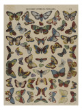 Histoire naturelle : papillons