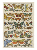Histoire naturelle : papillons