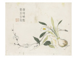 Oignon de narcisse en fleurs  une fleur de camélia et une branche de prunier