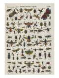 Histoire naturelle : insectes