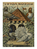 Pigeon vole