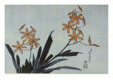 Orchidées orange