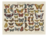 Histoire naturelle : papillons
