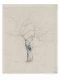 L'Arbre nu