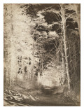 Chemin en forêt
