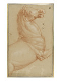 Etude partielle d'un cheval