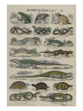 Histoire naturelle (reptiles)
