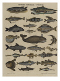 Histoire naturelle : poissons