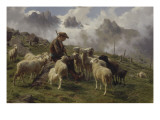 Berger des Pyrénées donnant du sel à ses moutons