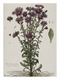 Aster à fleur mauve