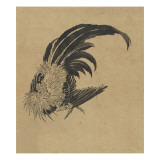 Coq