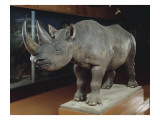 Rhinocéros
