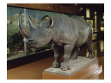 Rhinocéros